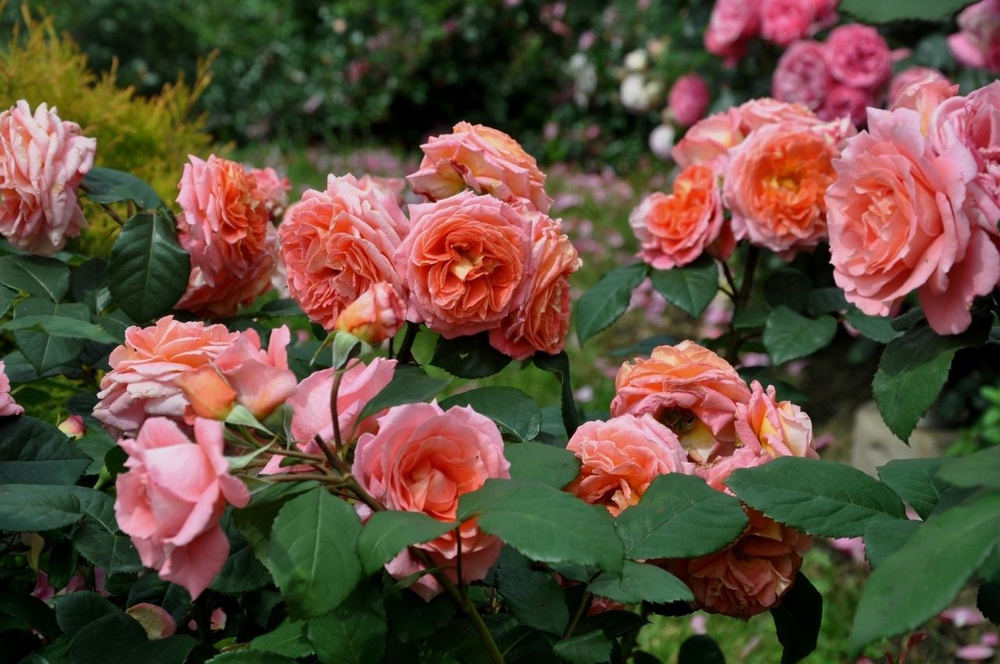 Роза Мами Дитьер 3