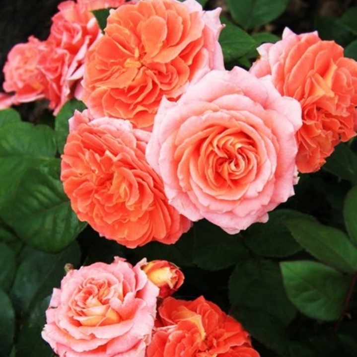 Роза Мами Дитьер 5