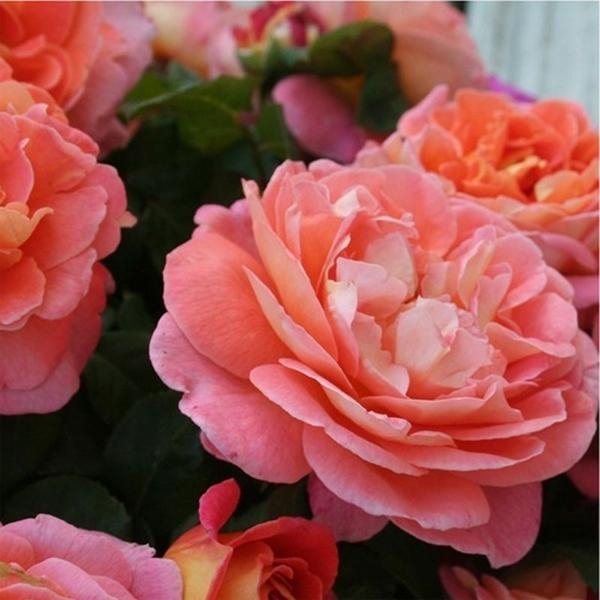 Роза Мами Дитьер 6