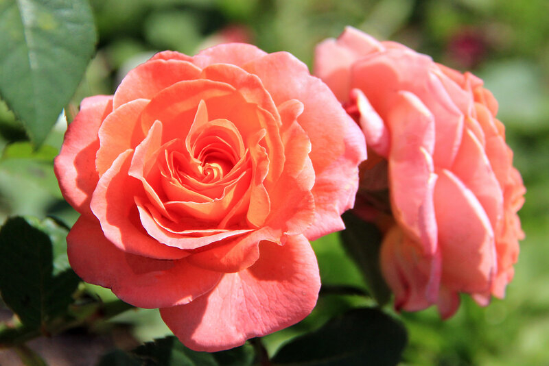 Роза Мами Дитьер