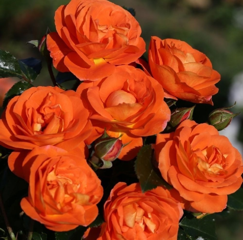 Роза Манго 2