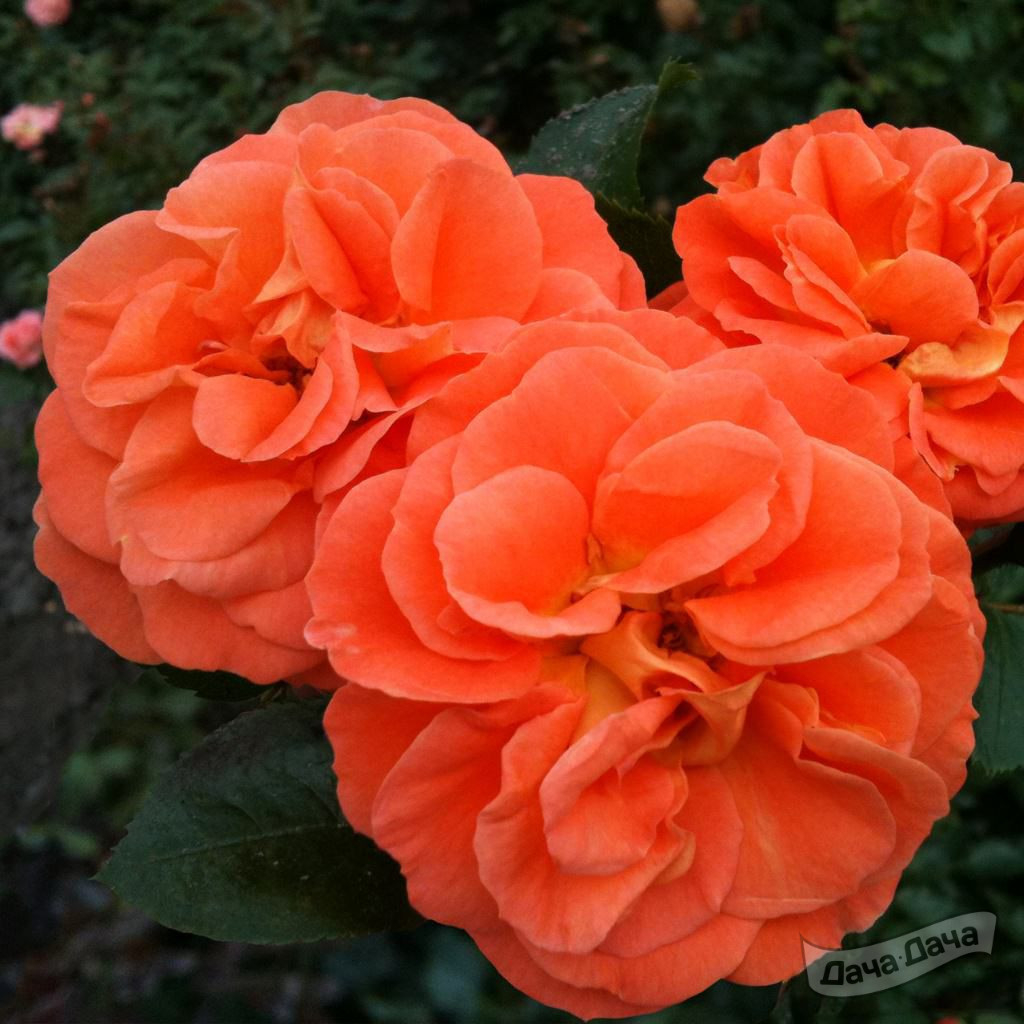 Роза Манго 3