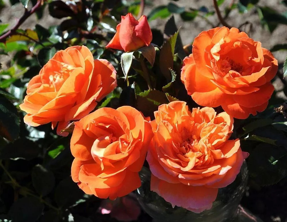 Роза Манго 4