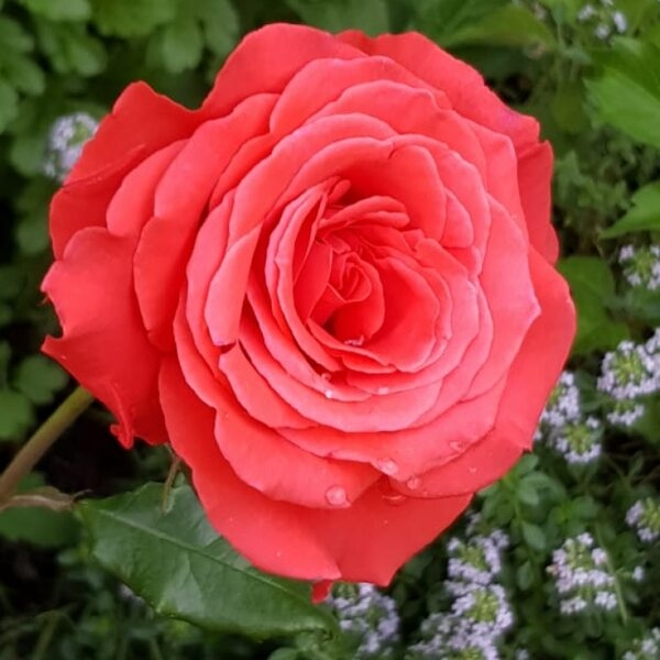 Роза Маниту 3