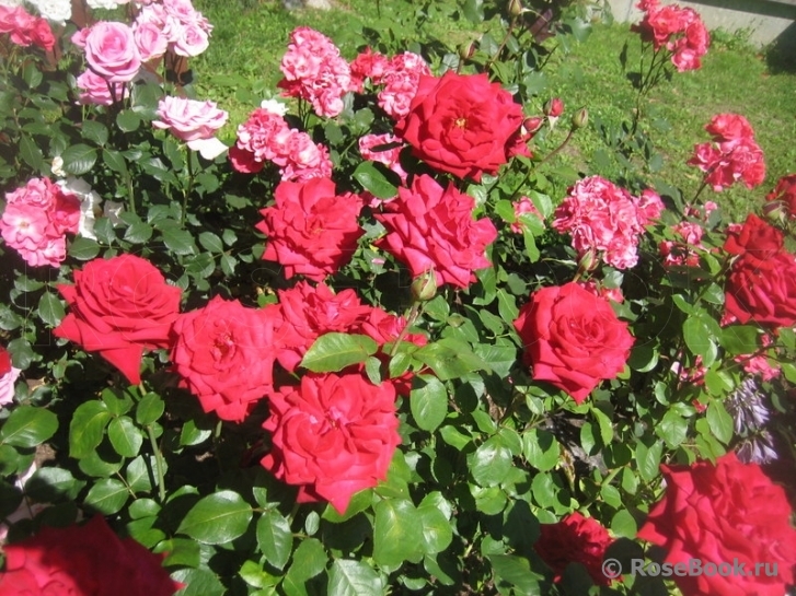 Роза Маниту 6