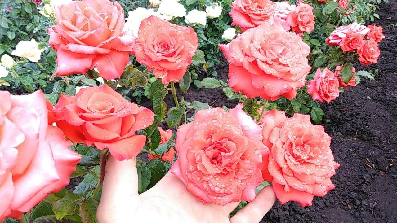 Роза Маниту 7