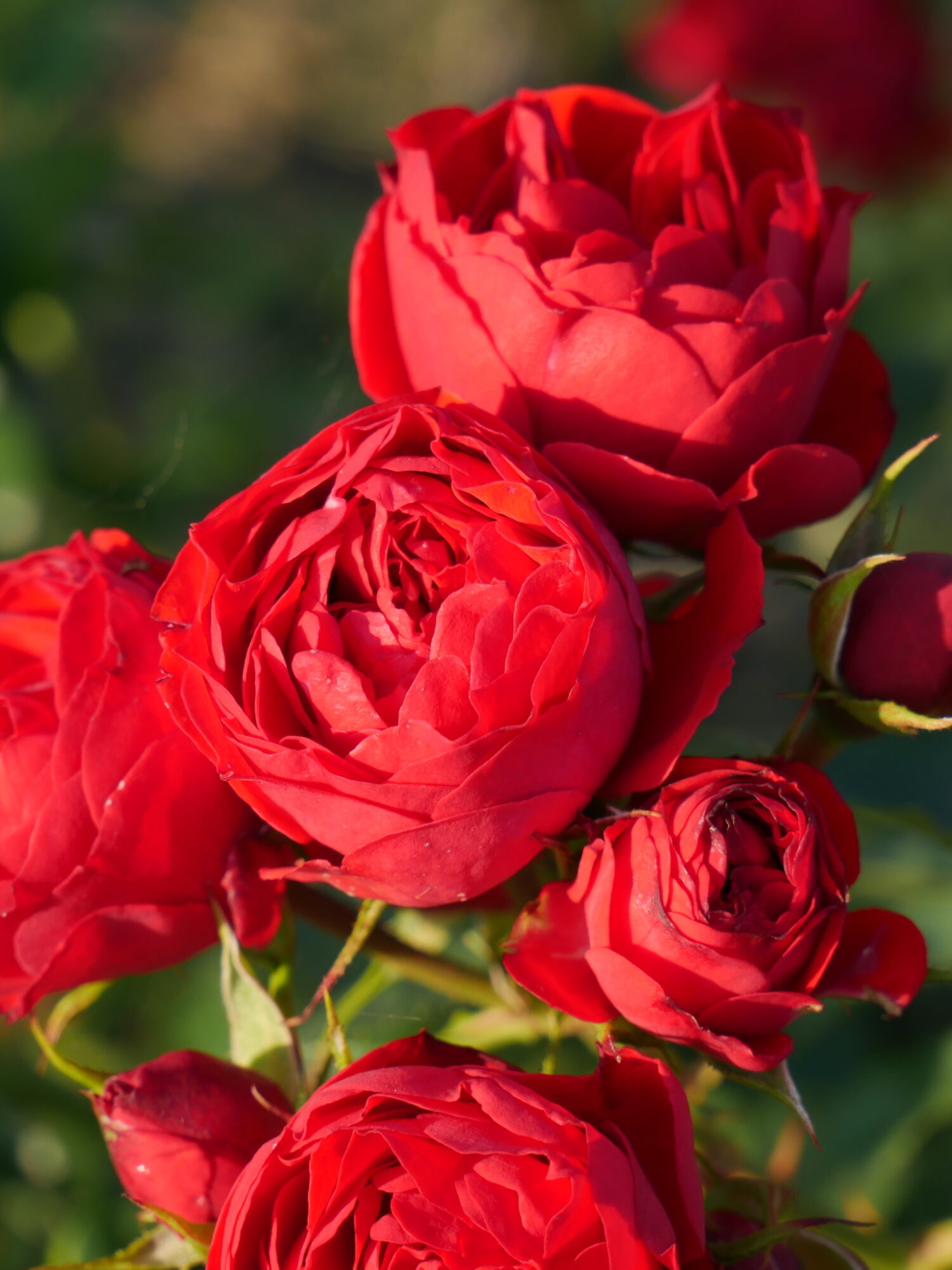 Роза Манора 2