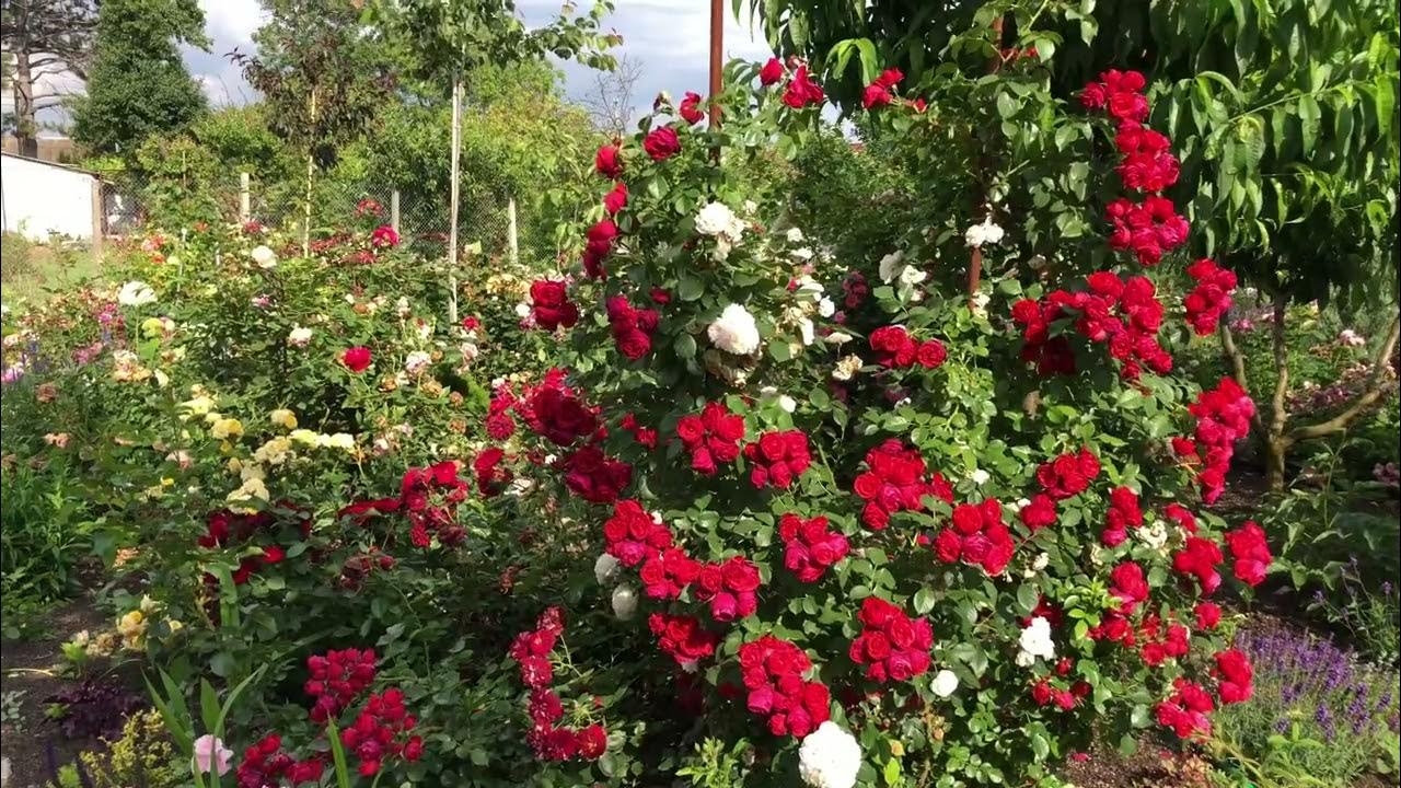 Роза Манора 3