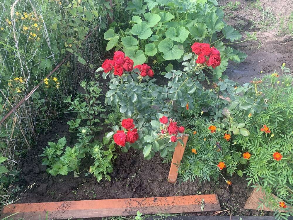 Роза Манора 4