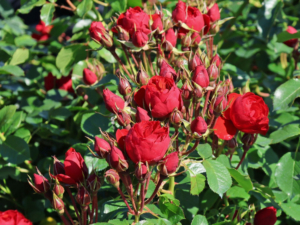 Роза Манора