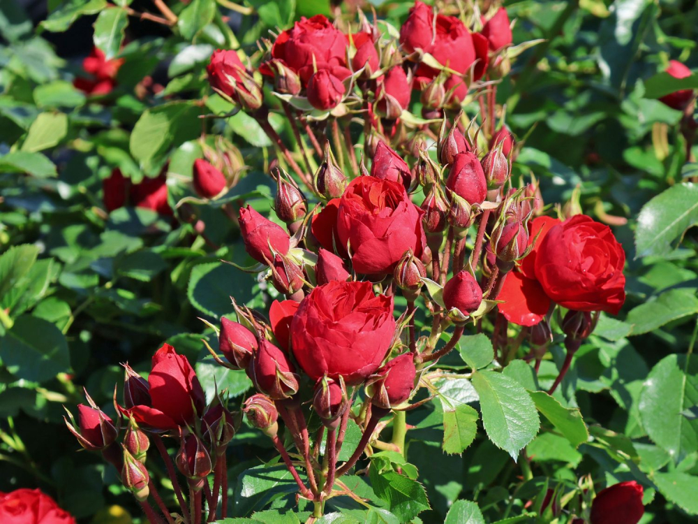 Роза Манора