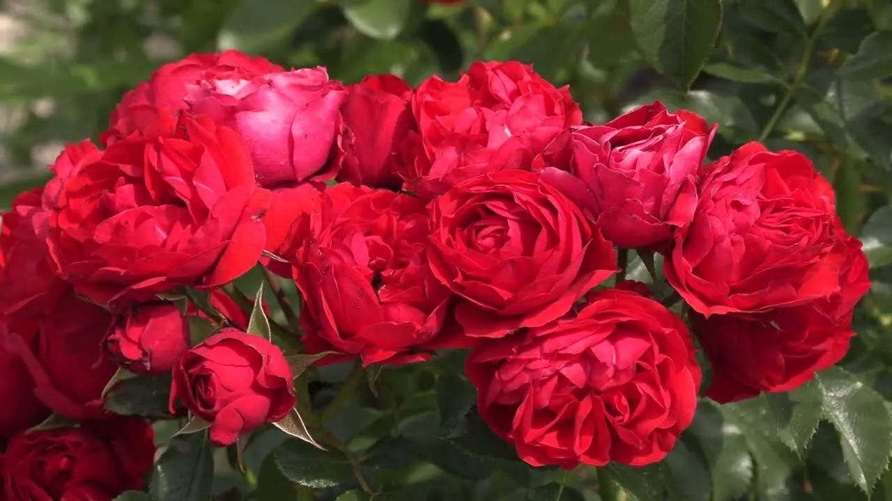 Роза Манора 5