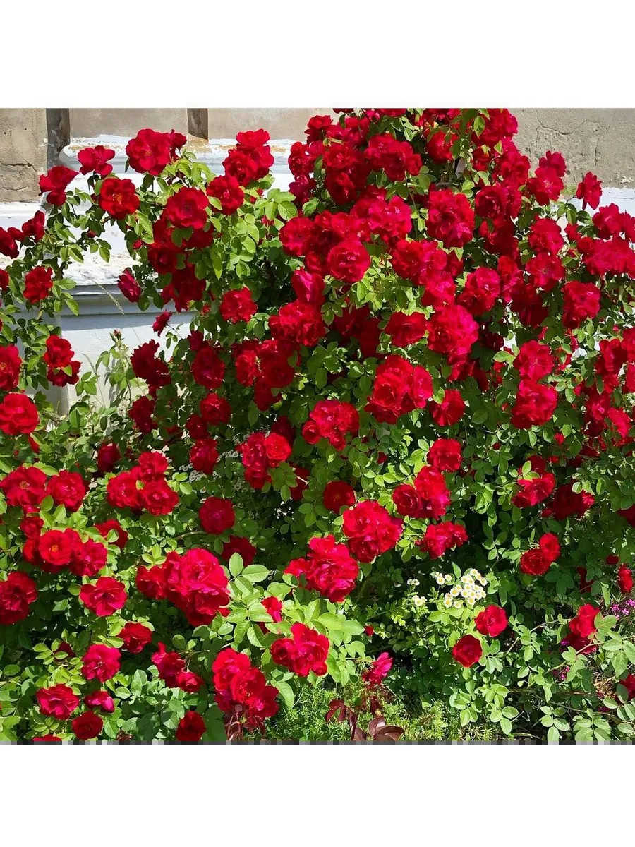 Роза Мантия Короля 5