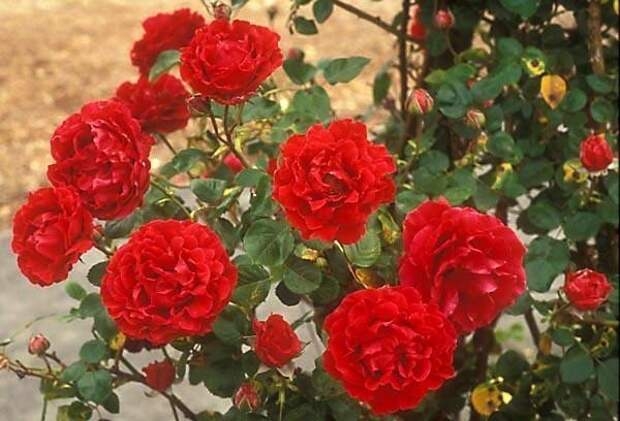 Роза Мантия Короля 4