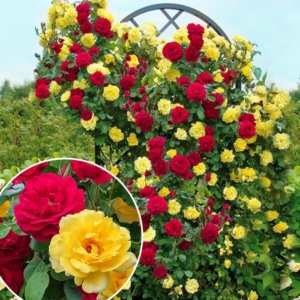 Роза Мантия Короля