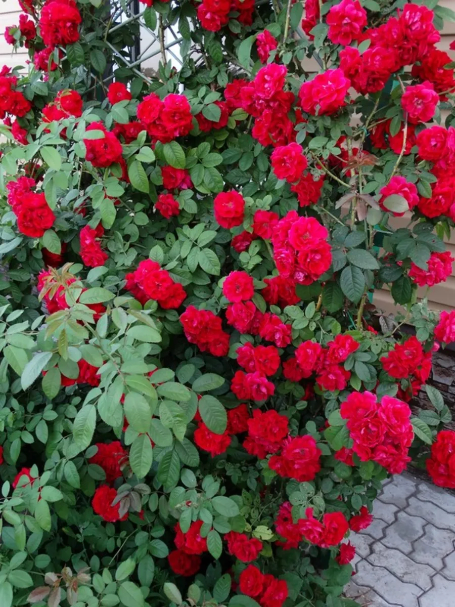 Роза Мантия Короля 2