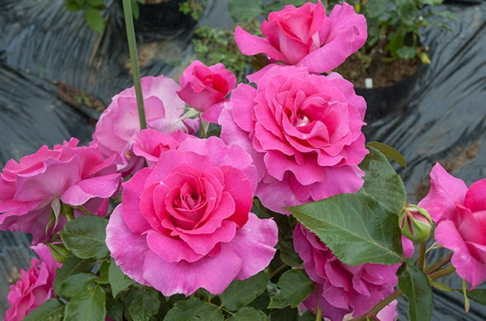 Роза Ману Мейян 3