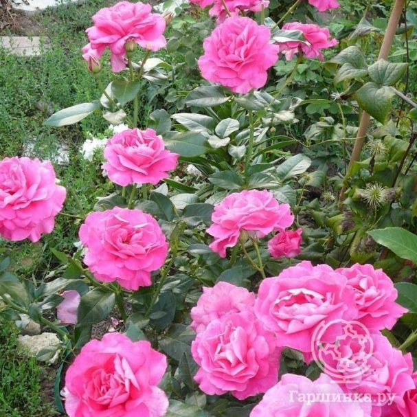 Роза Ману Мейян 4