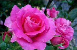 Роза Ману Мейян