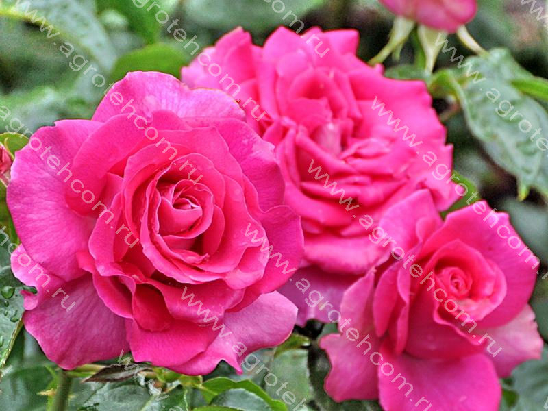 Роза Ману Мейян 6