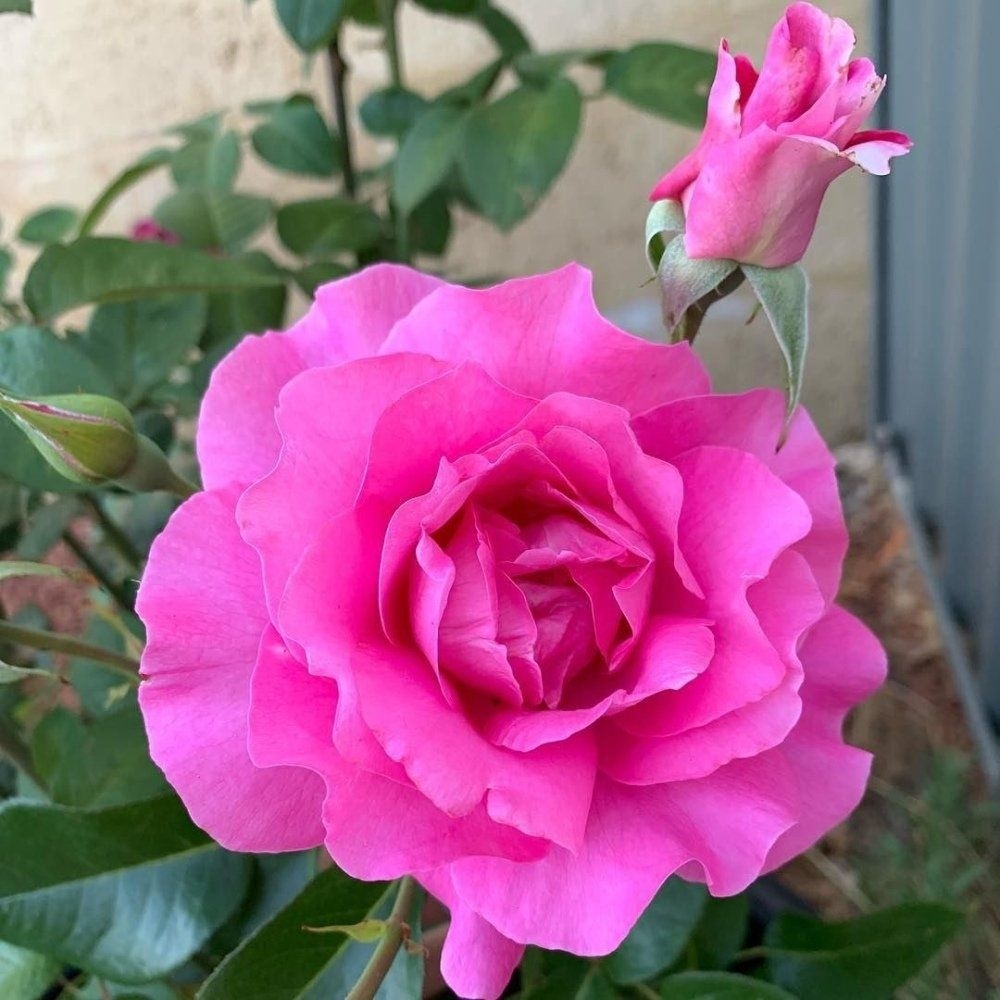 Роза Ману Мейян 2