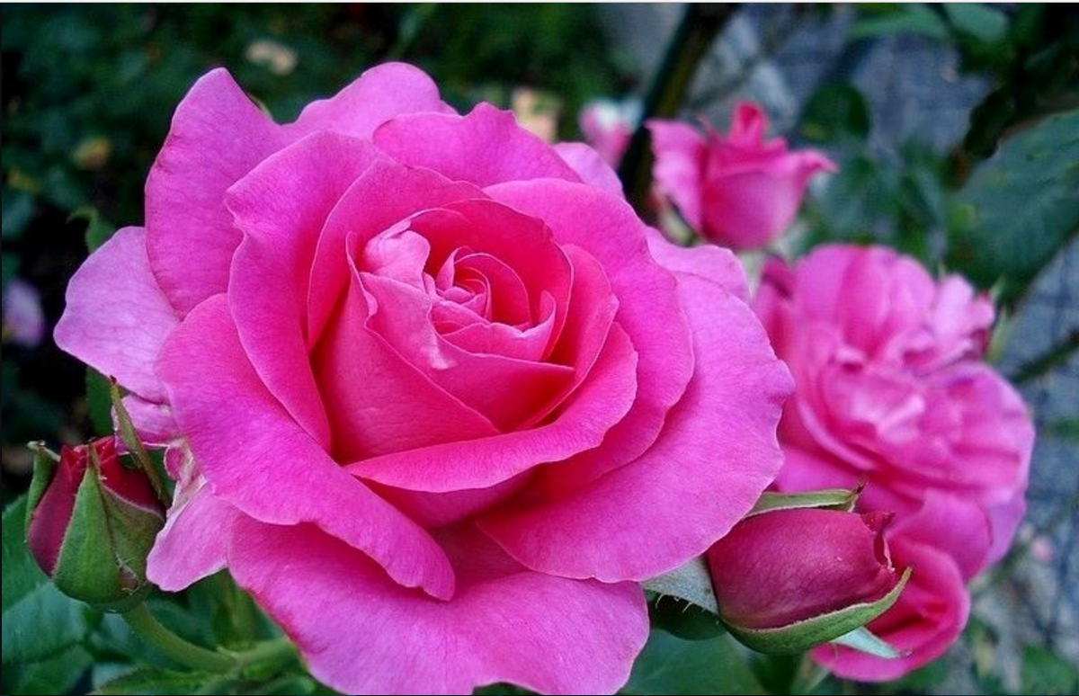 Роза Ману Мейян