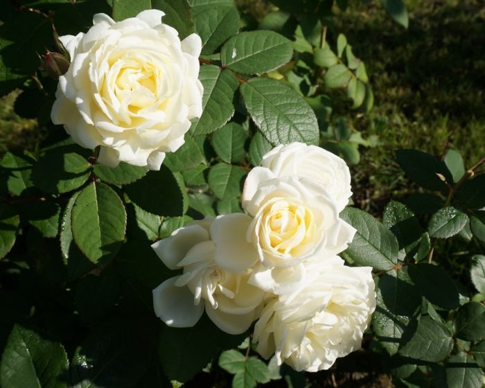 Роза Мануэль Кановас 4