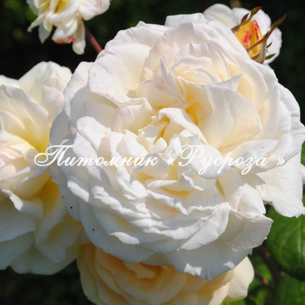 Роза Мануэль Кановас 6