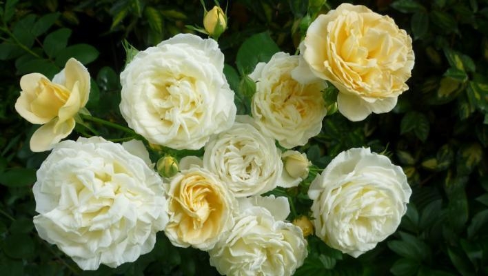 Роза Мануэль Кановас