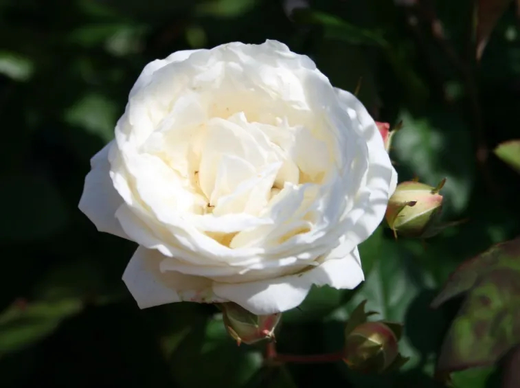 Роза Мануэль Кановас 5