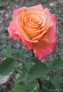 Роза Маракуйя