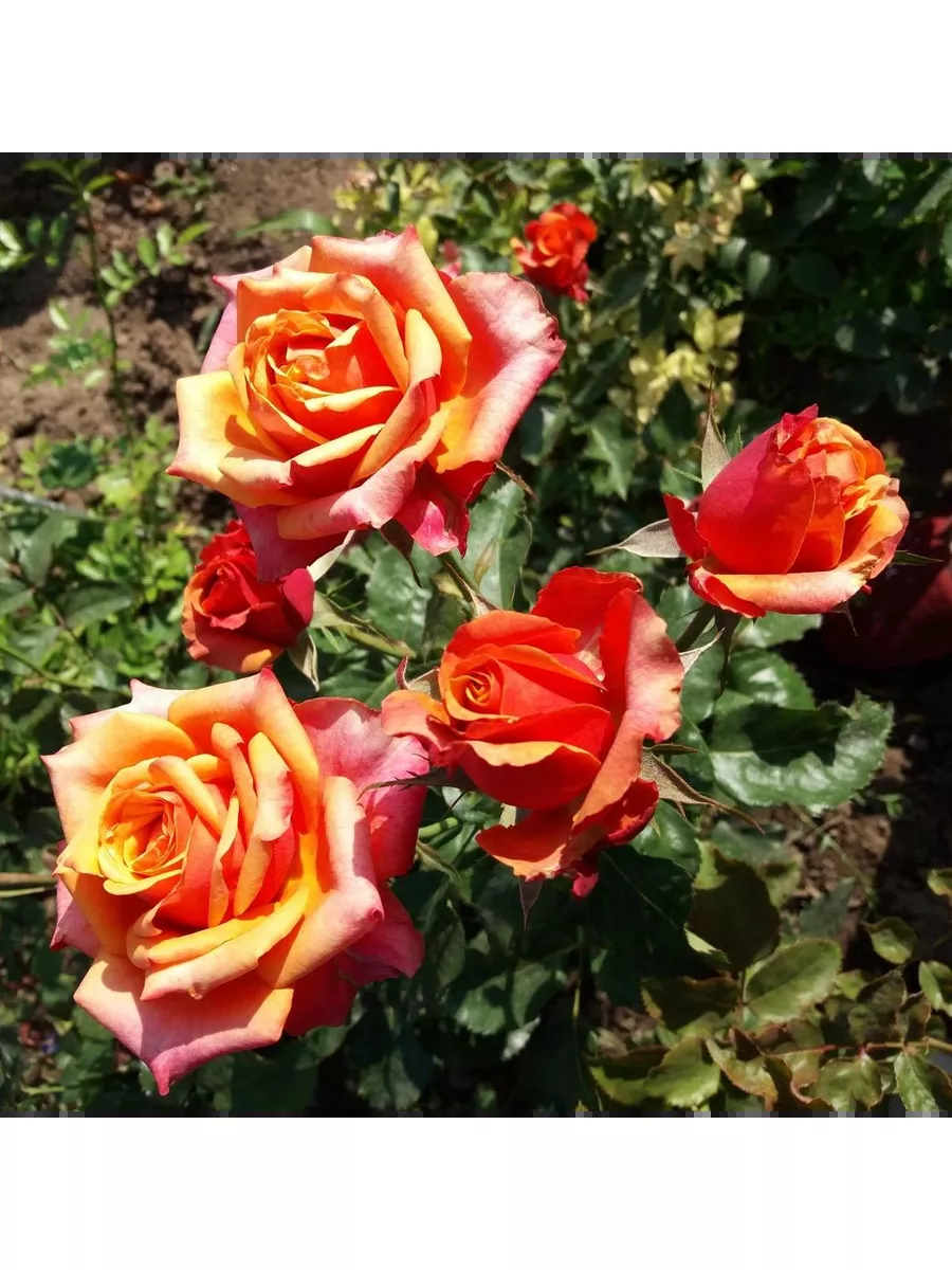 Роза Маракуйя 2