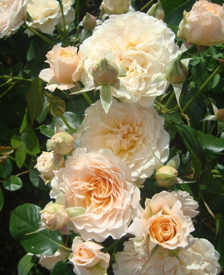 Роза Марджори Маршалл 2