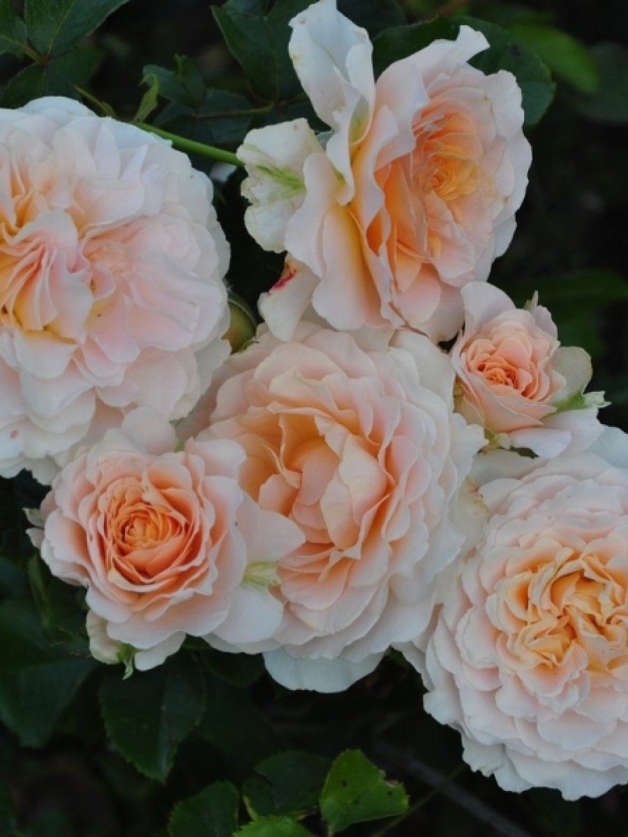 Роза Марджори Маршалл 4