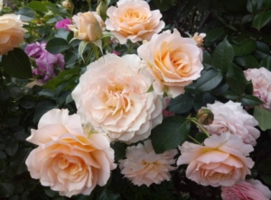 Роза Марджори Маршалл