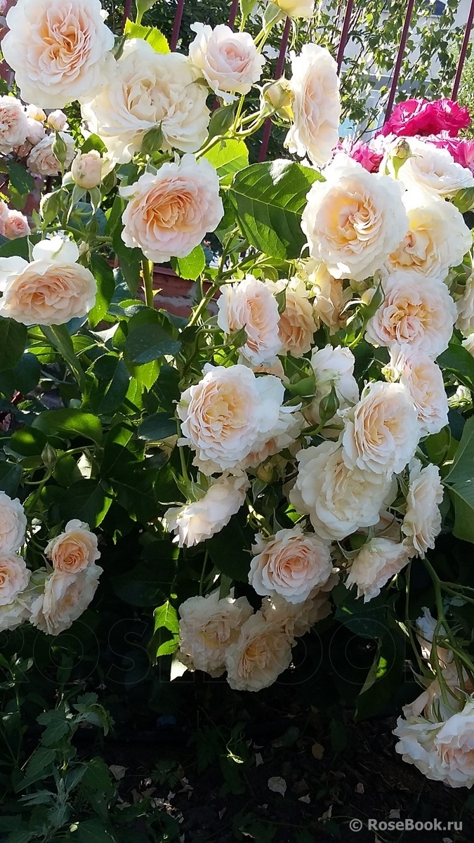 Роза Марджори Маршалл 5