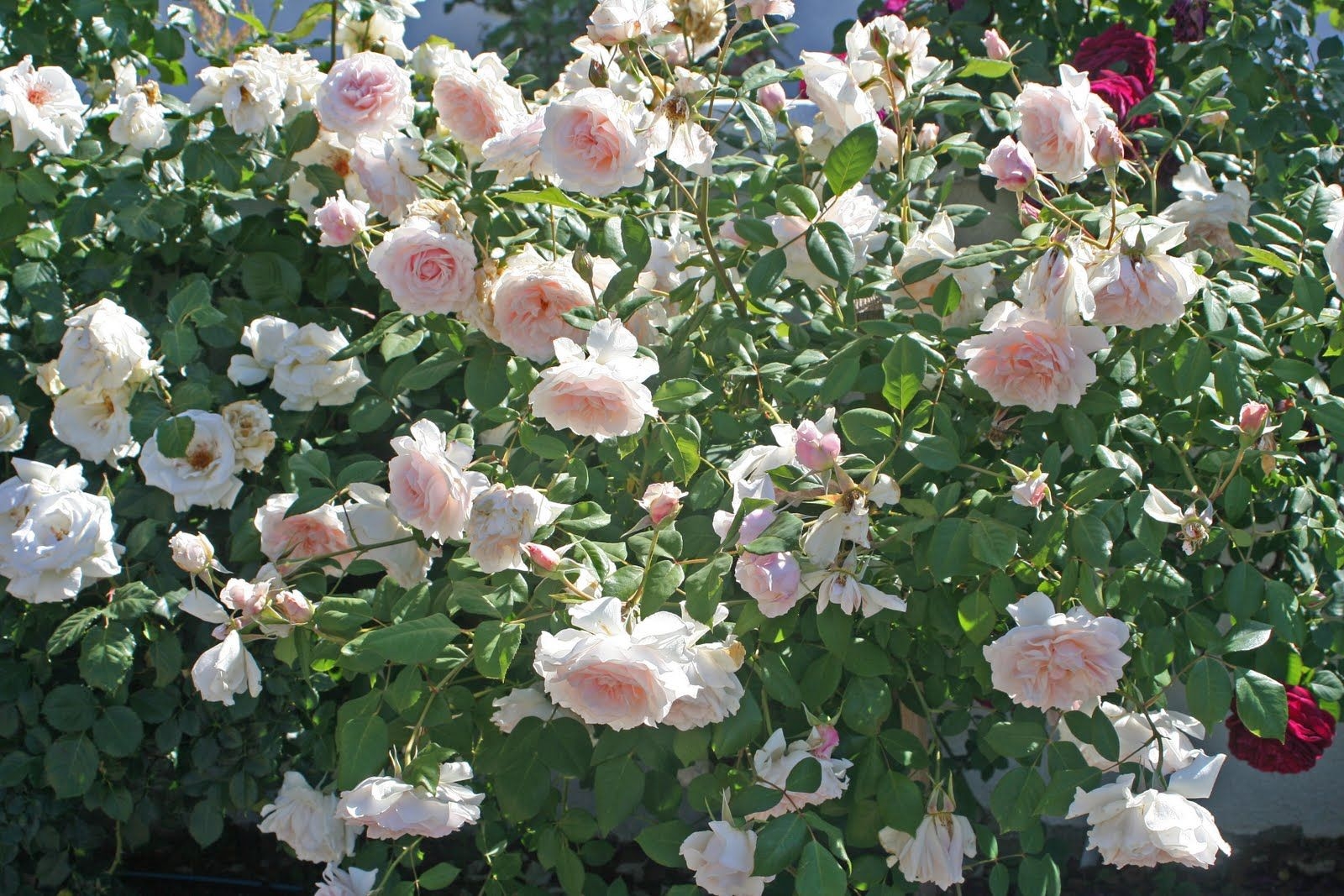 Роза Маргарет Меррил 2