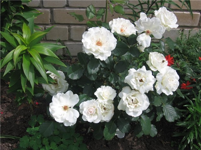 Роза Маргарет Меррил 6