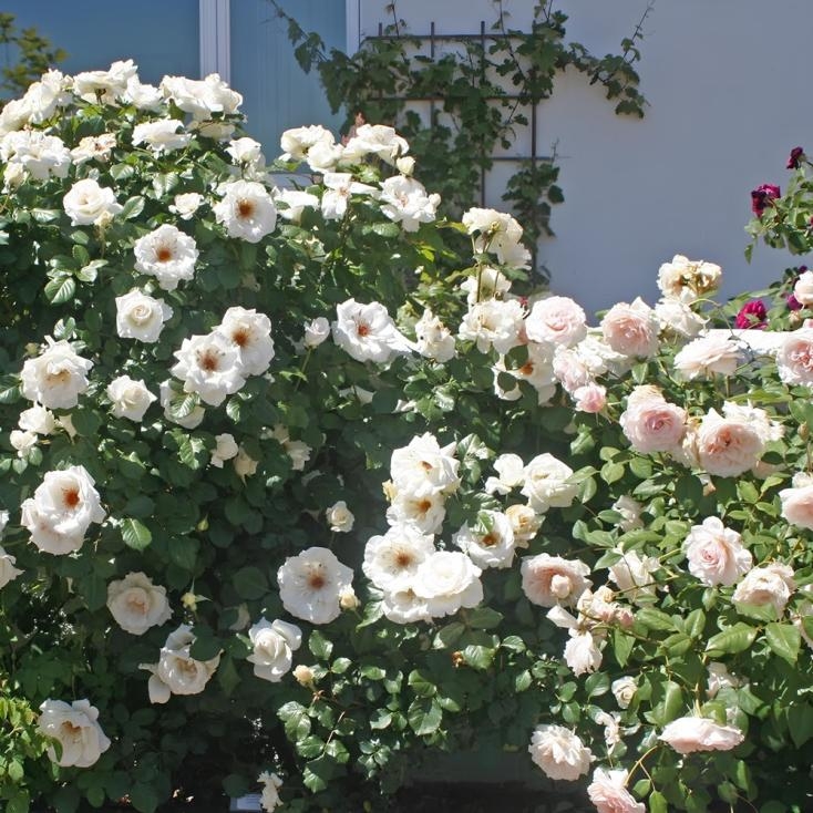 Роза Маргарет Меррил