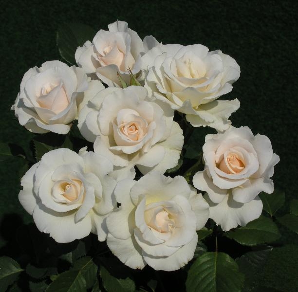 Роза Маргарет Меррил 4