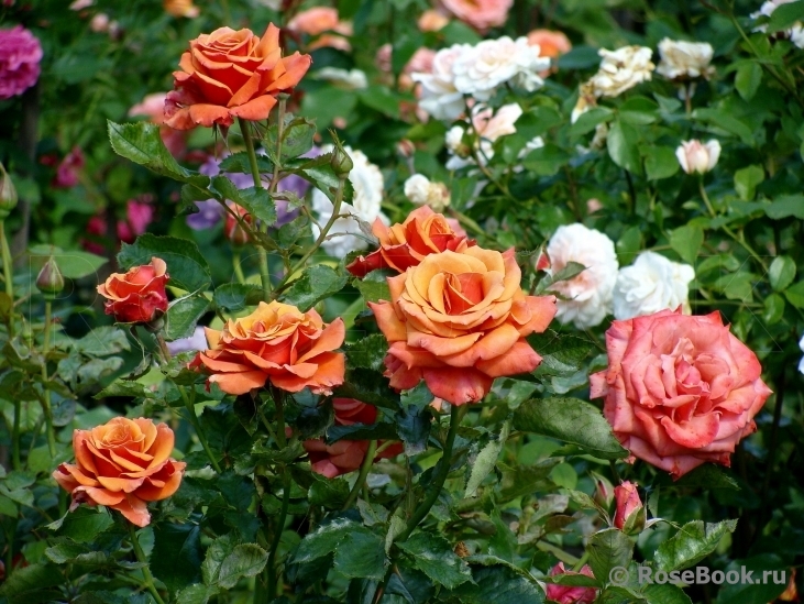 Роза Маргарет Уильямс 2