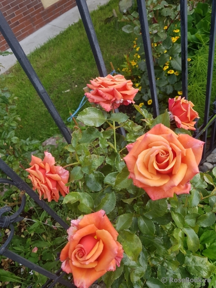 Роза Маргарет Уильямс 4