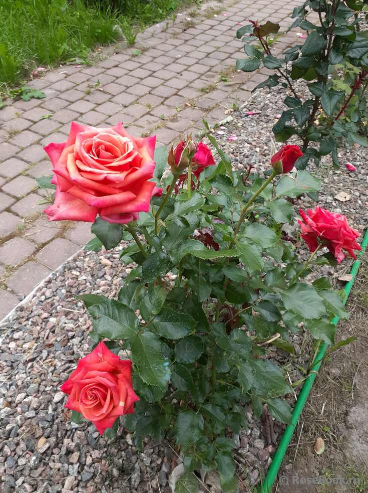 Роза Маргарет Уильямс 6