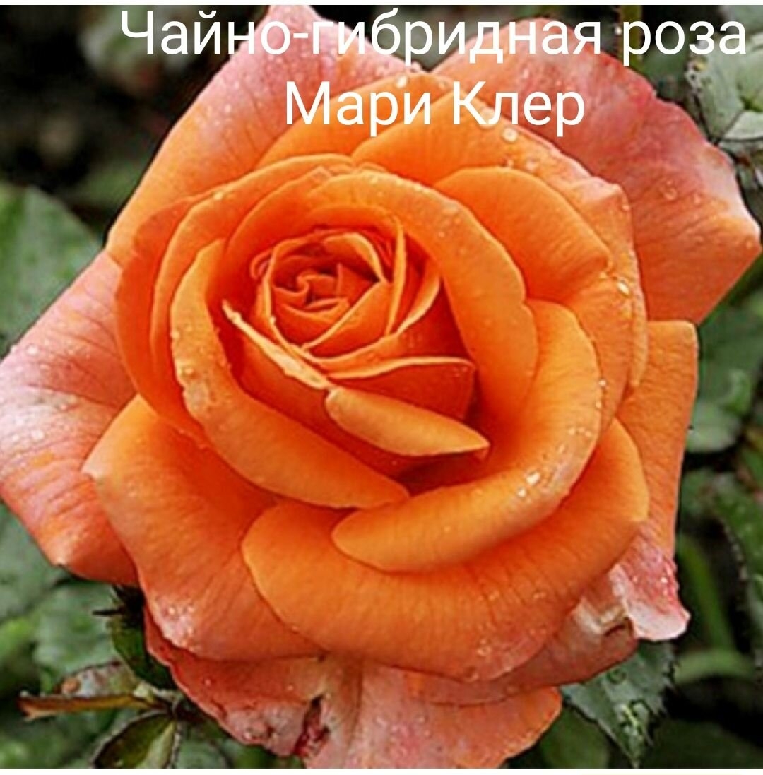 Роза Мари Клер 2