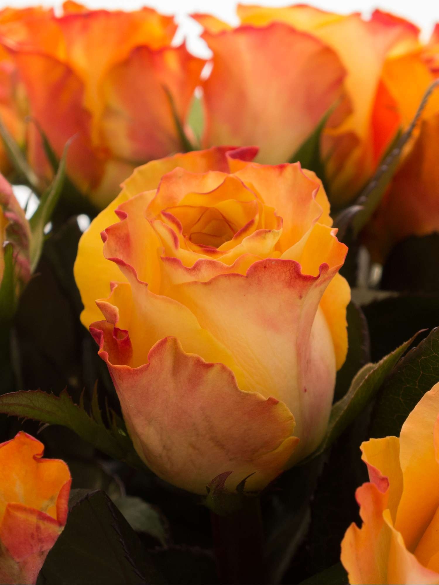 Роза Мари Клер 4