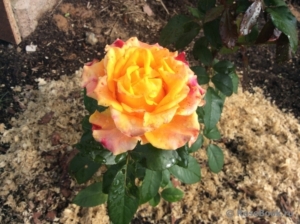 Роза Мари Клер