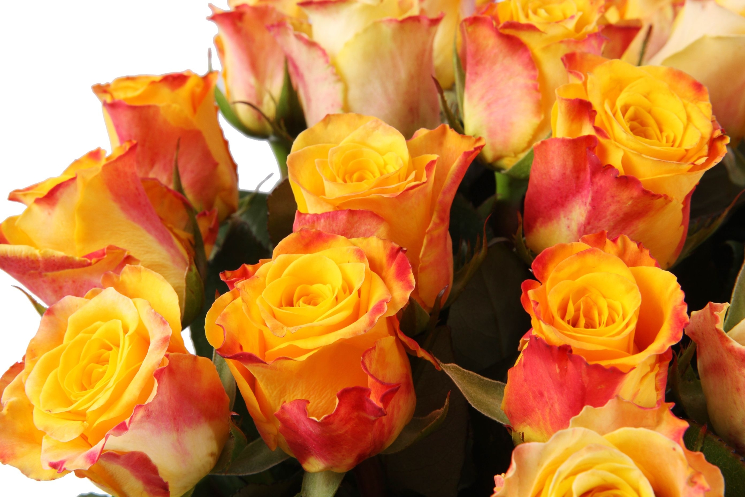 Роза Мари Клер 5