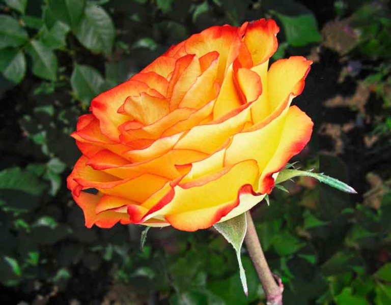 Роза Мари Клер 6