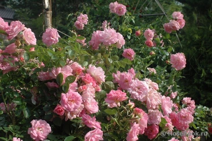 Роза Мари Викторин 3