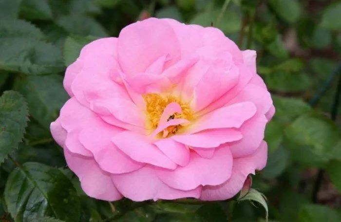 Роза Мари Викторин 4